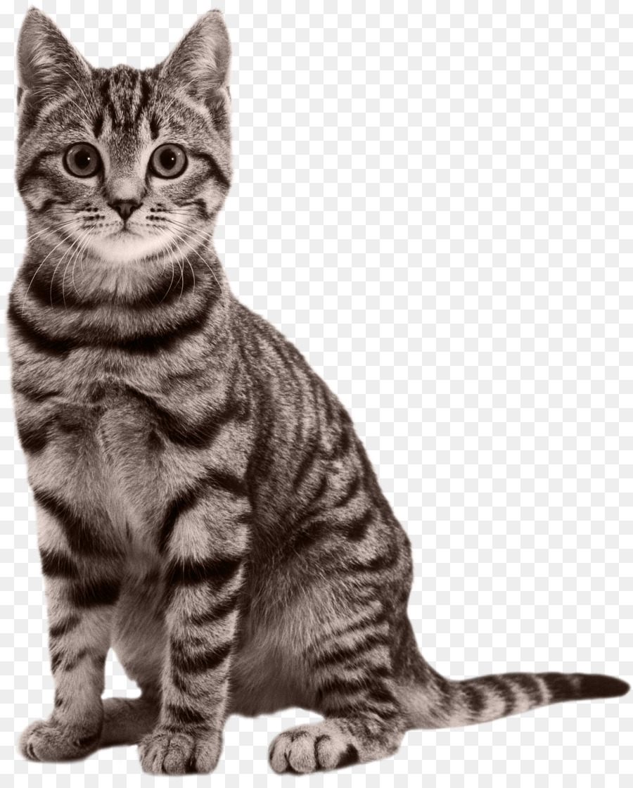 Cat Kitten Black panther Felidae - Cat png download - 2079*2571 - Free Transparent Cat png Download.
