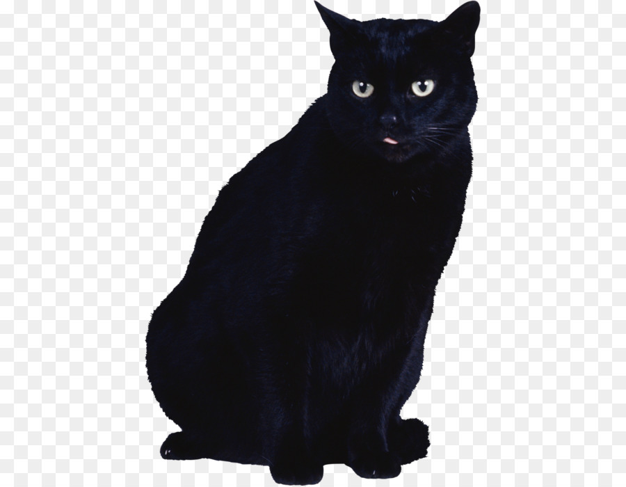 Black cat Kitten - Cat png download - 483*698 - Free Transparent Cat png Download.