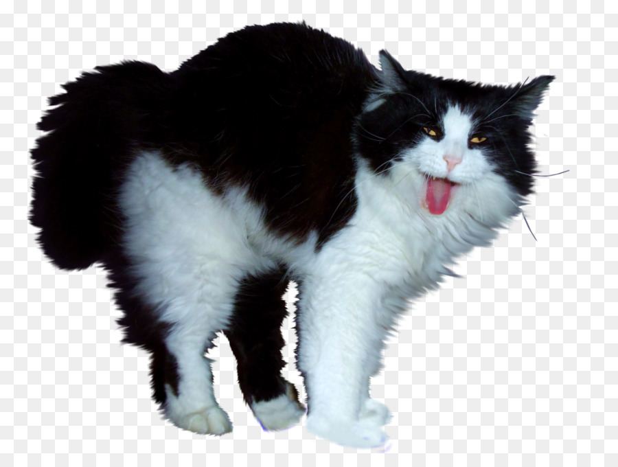 Lolcat Kitten Felidae - cats png download - 1032*774 - Free Transparent Cat png Download.