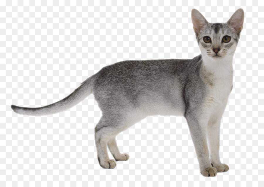 Abyssinian Kitten - Cat Transparent PNG png download - 2021*1428 - Free Transparent Abyssinian png Download.