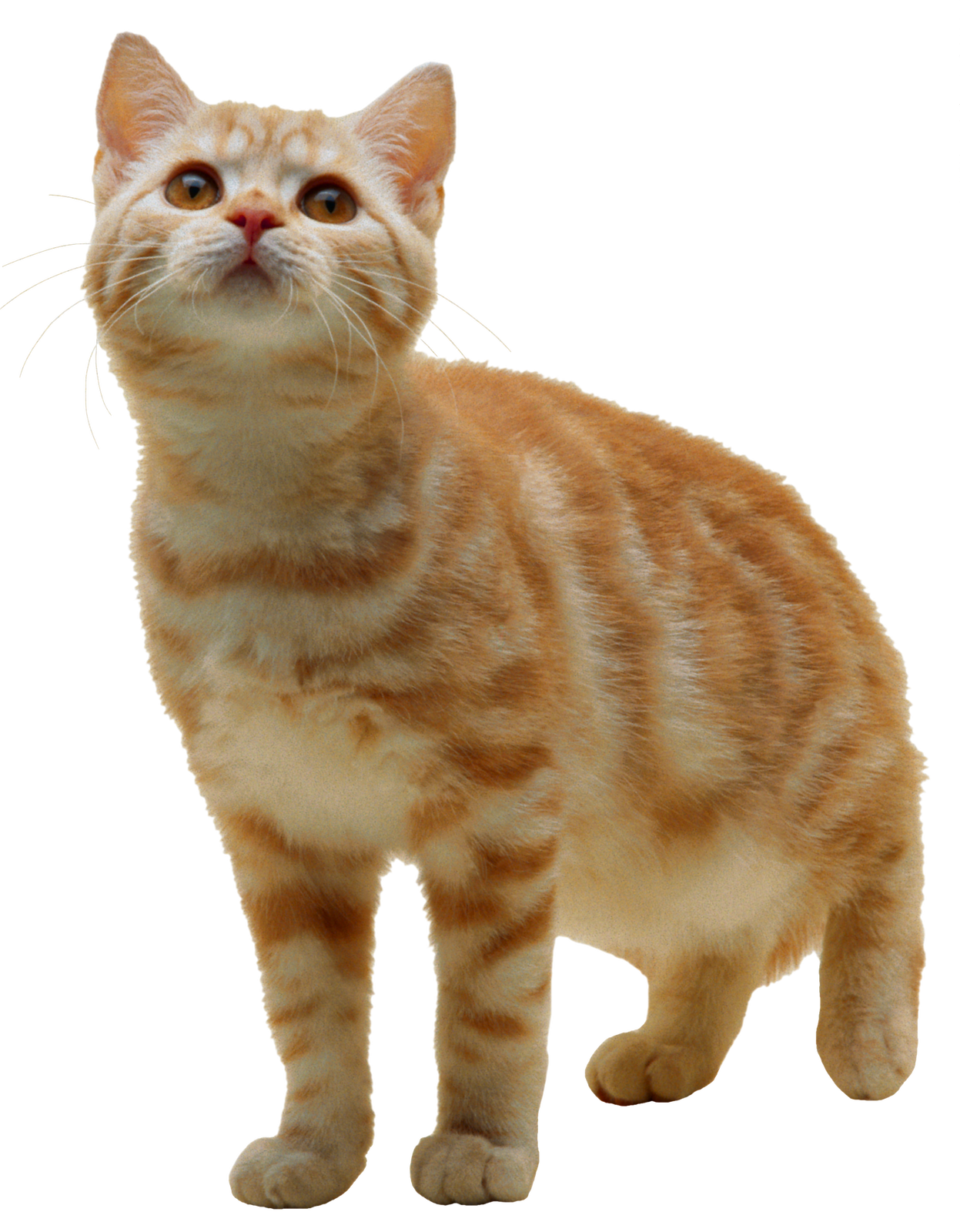 Tabby Cat Kitten Clip Art Cats Png Download 12471600 Free