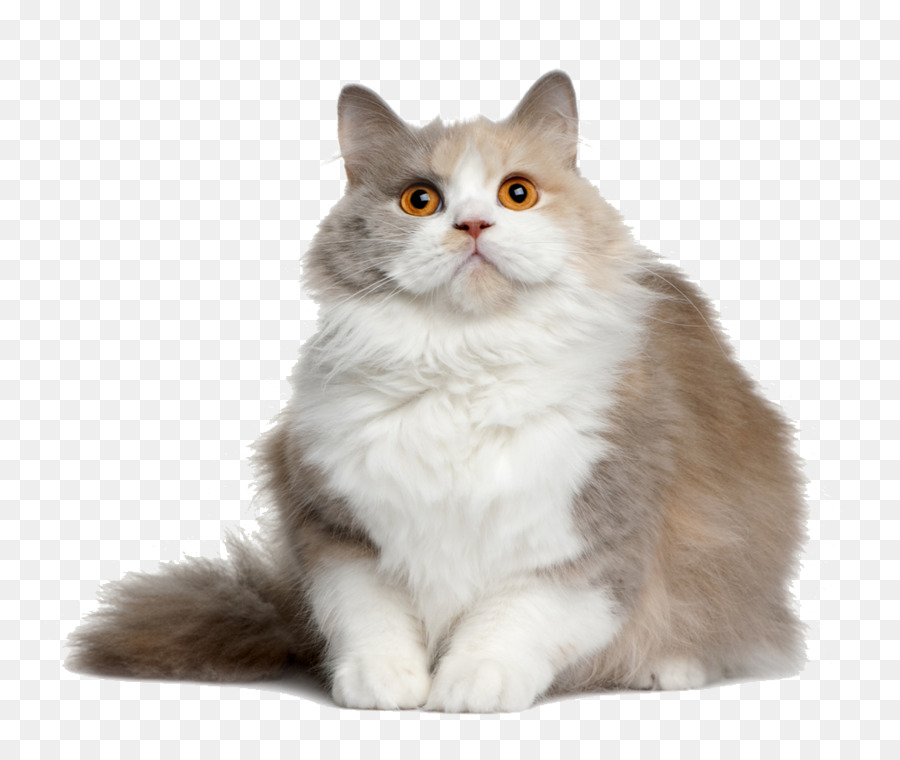 Cat Kitten Dog - Cat PNG File png download - 1000*827 - Free Transparent Cat png Download.