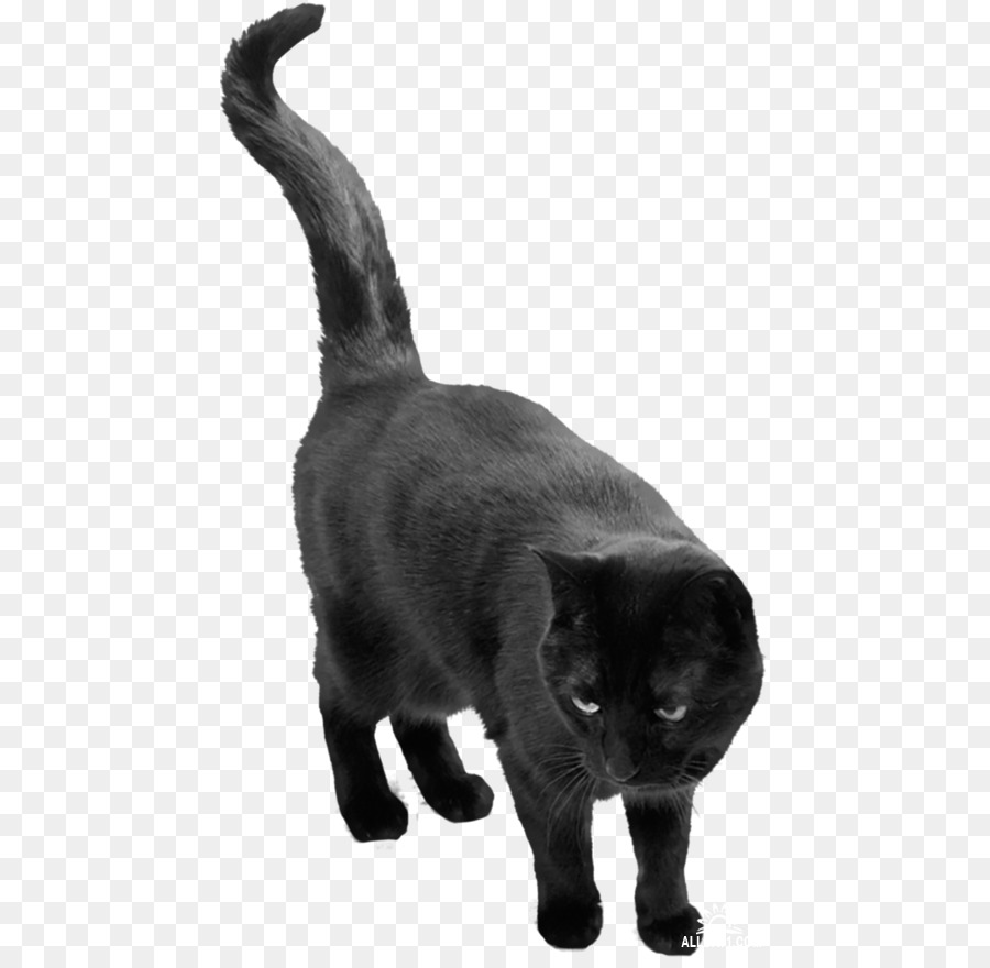 Cat Belief Superstition - Cat png download - 500*870 - Free Transparent Cat png Download.