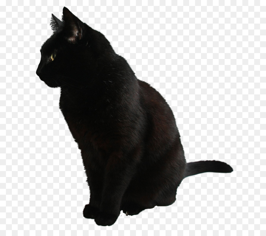 Cat Clip art - Cat png download - 727*800 - Free Transparent Cat png Download.