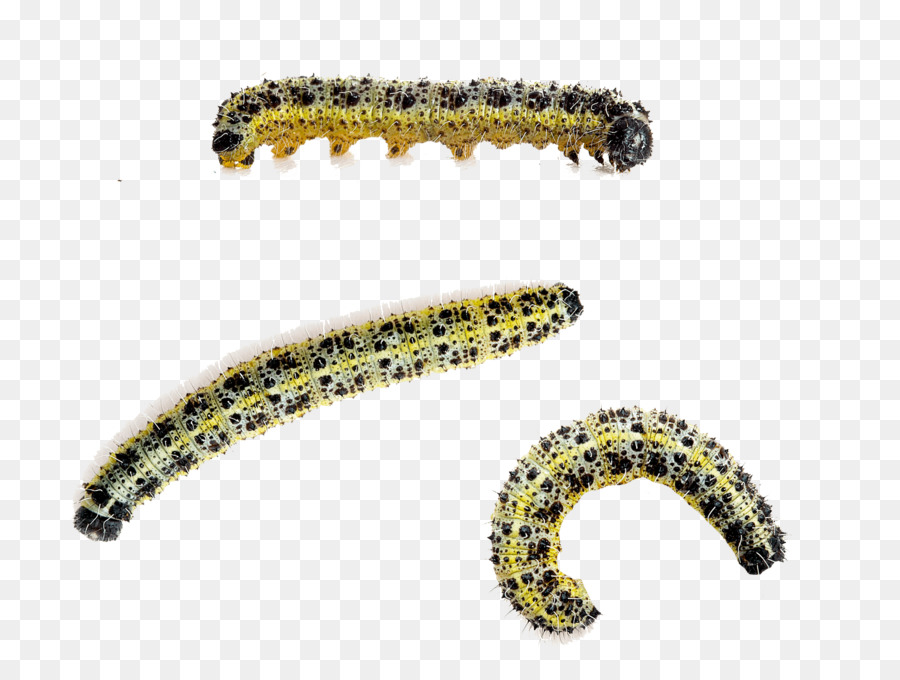 Caterpillar Large white Butterfly Beetle Cabbage white - caterpillar png download - 1590*1195 - Free Transparent Caterpillar png Download.