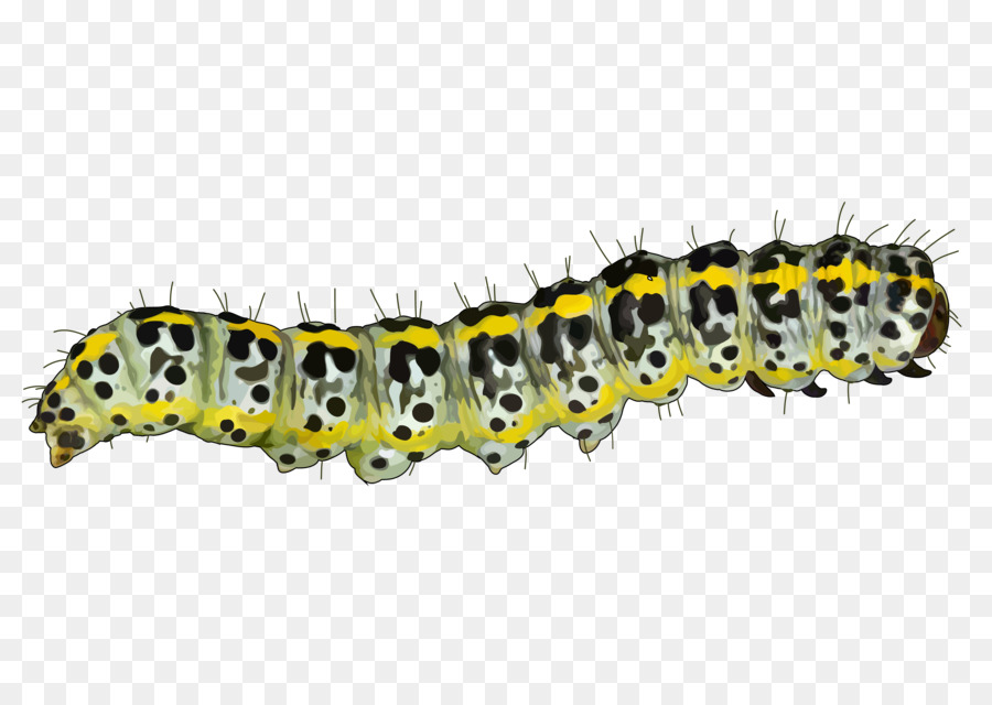 Caterpillar Mopane worm Pest Educational technology Tenerife - caterpillar png download - 3508*2480 - Free Transparent Caterpillar png Download.