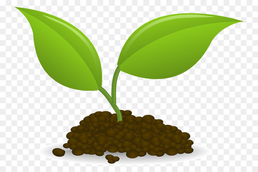 Plant Sowing Seedling Clip art - plant png download - 800*600 - Free Transparent Plant png Download.
