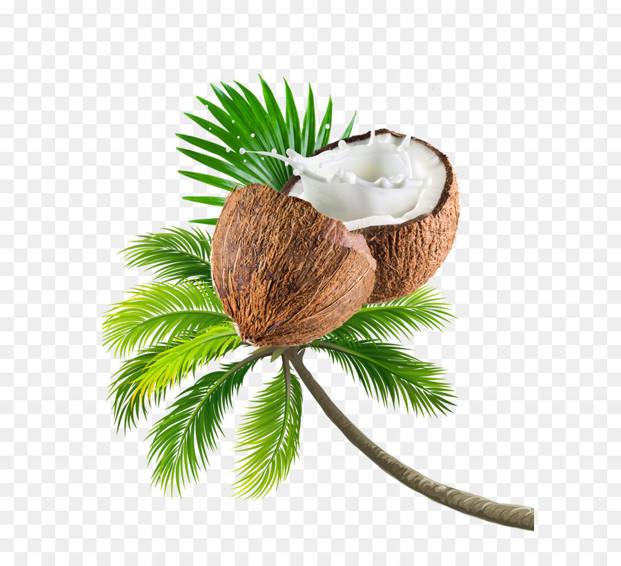 Coconut tree fruit png download - 648*820 - Free Transparent Coconut Water png Download.