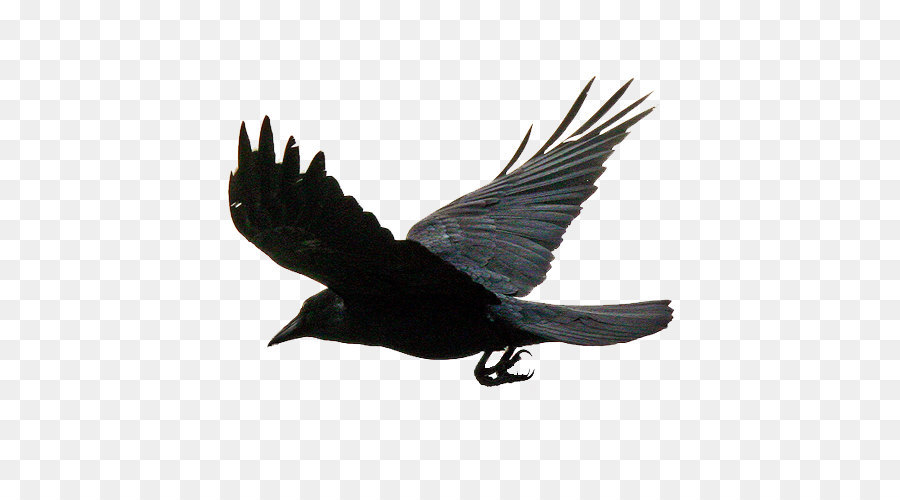 Flying the crows png download - 500*500 - Free Transparent Common Raven png Download.