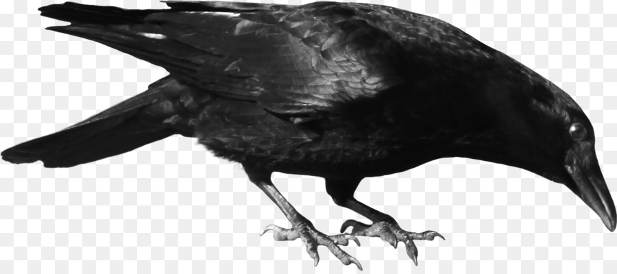 Crows Clip art - raven png download - 1143*503 - Free Transparent Crows png Download.