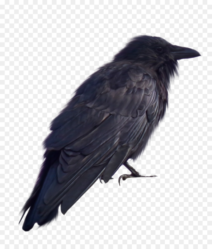 Crows DeviantArt - crow png download - 1024*1203 - Free Transparent Crows png Download.