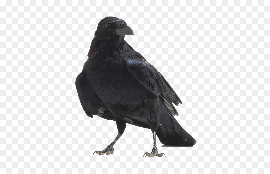 American crow Bird anatomy Raven - raven png download - 512*568 - Free Transparent American Crow png Download.