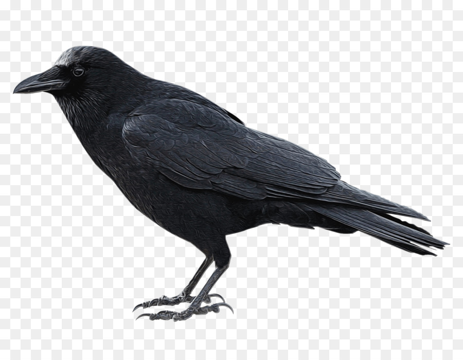 Crow Portable Network Graphics Transparency Clip art Image -  png download - 2192*1668 - Free Transparent Crow png Download.