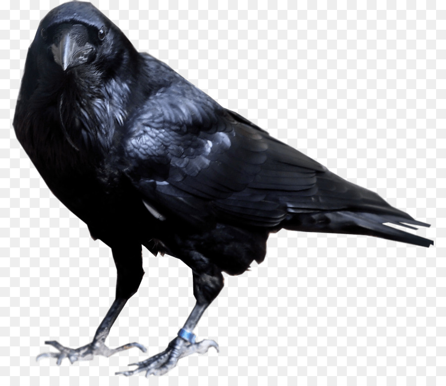 Rook Common raven American crow Clip art Portable Network Graphics - Bird png download - 850*766 - Free Transparent Rook png Download.