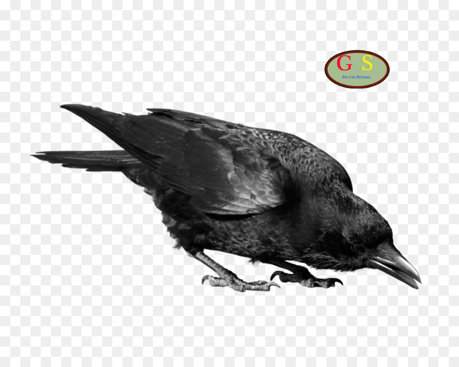 Crows Clip art - Tracking png download - 1000*800 - Free Transparent Crows png Download.
