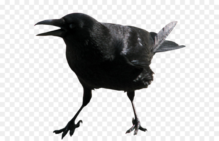 Crows Clip art - Crow PNG image png download - 947*844 - Free Transparent American Crow png Download.