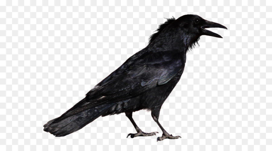 Common raven Bird Clip art - Crow PNG image png download - 900*675 - Free Transparent Crows png Download.