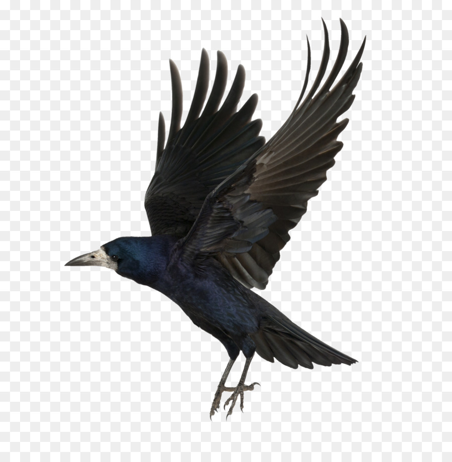 Common raven As the Crow Flies Clip art - crow png download - 2752*2772 - Free Transparent Common Raven png Download.