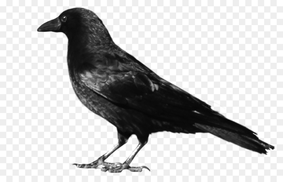 Crows Clip art - crow png download - 900*563 - Free Transparent Crows png Download.