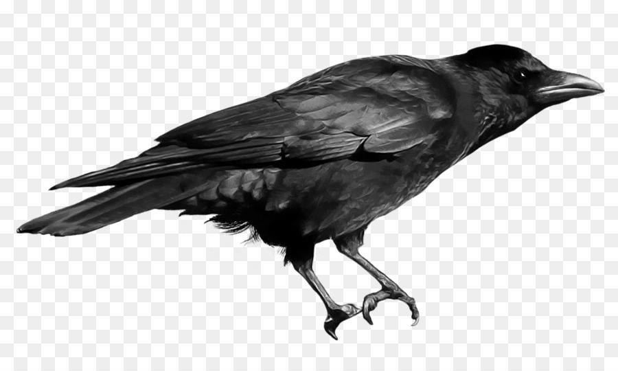 Crow Clip art - raven png download - 900*540 - Free Transparent Crow png Download.
