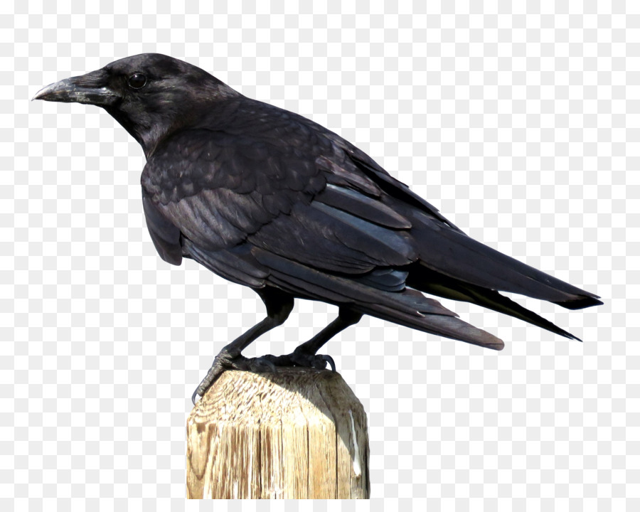 Crows Download - Crow png download - 2250*1755 - Free Transparent American Crow png Download.
