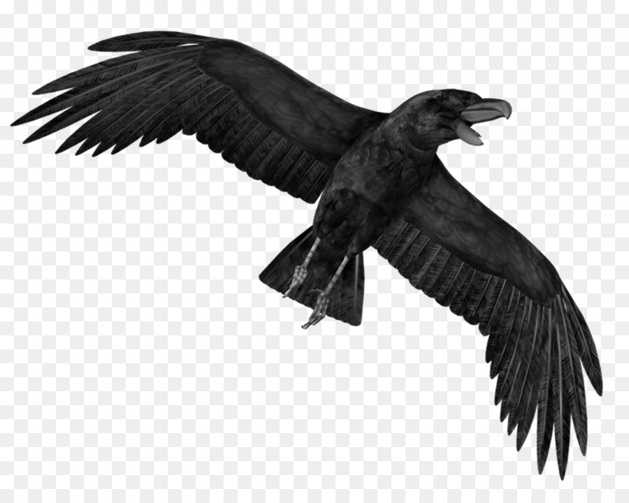Crows Display resolution Clip art - Crow PNG Transparent Images png download - 1000*786 - Free Transparent Crows png Download.