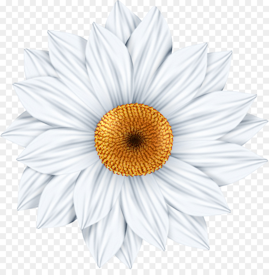 Common daisy Photography Art Clip art - daisy png download - 1022*1024 - Free Transparent Common Daisy png Download.