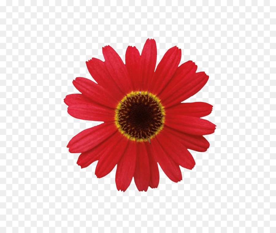 Barberton daisy Flower Common daisy - orange daisy png download - 600*755 - Free Transparent Barberton Daisy png Download.