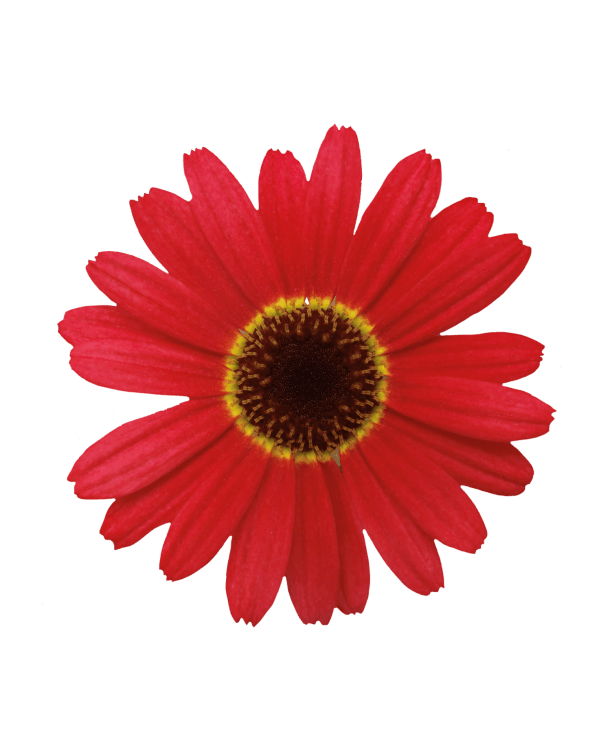 Barberton daisy Flower Common daisy - orange daisy png download - 600*
