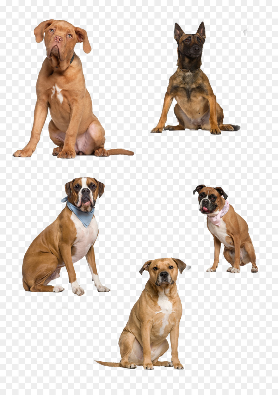 Dog Icon - Dogs png download - 2894*4093 - Free Transparent Dog png Download.