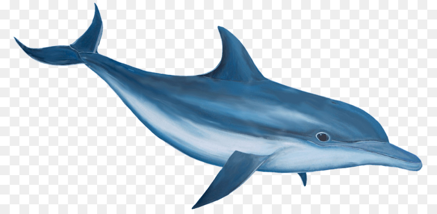 Common bottlenose dolphin Clip art - dolphin png download - 850*436 - Free Transparent Dolphin png Download.