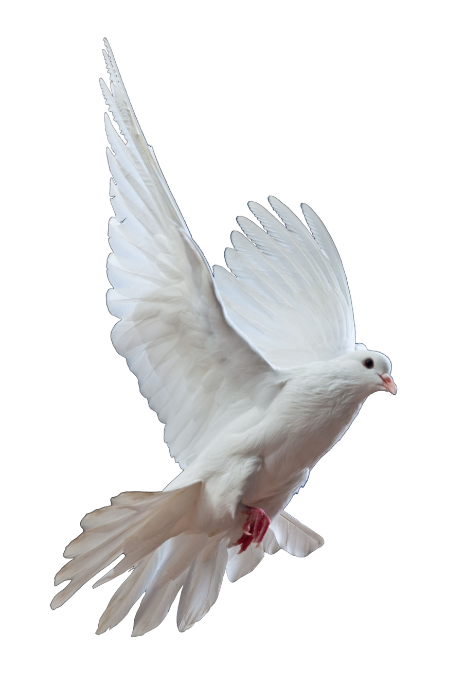 Homing Pigeon Columbidae Bird Doves As Symbols Release Dove Gull Png