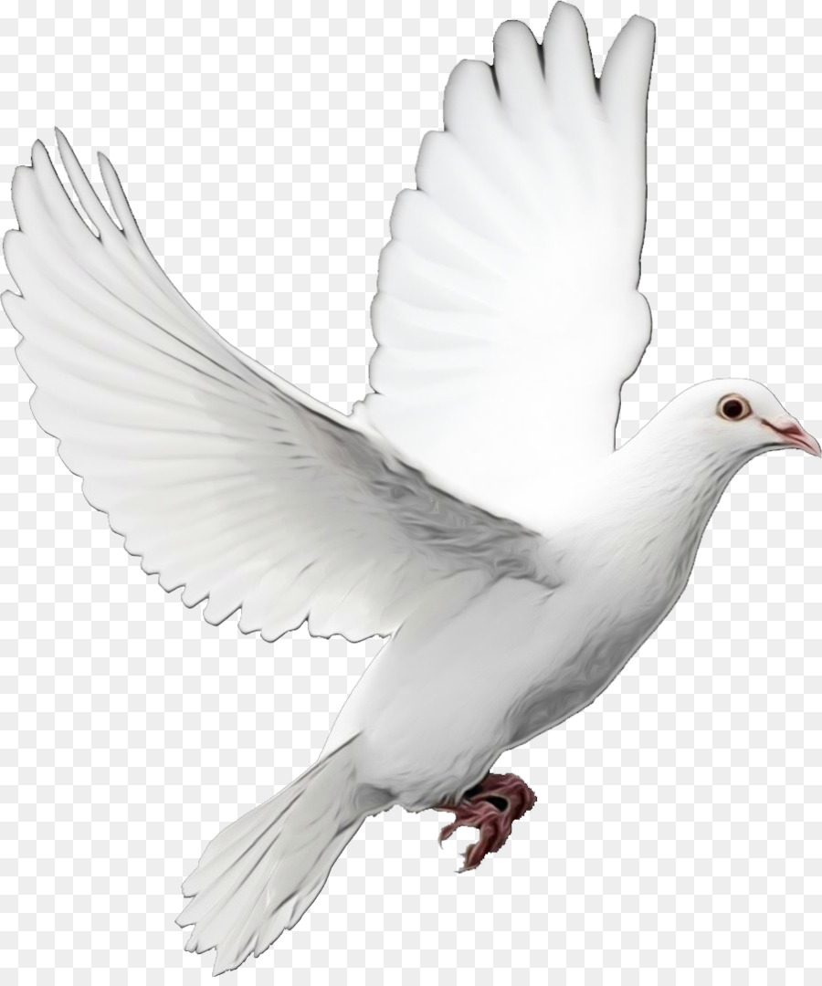 Pigeons and doves Bird Doves as symbols Portable Network Graphics Image -  png download - 903*1075 - Free Transparent Pigeons And Doves png Download.