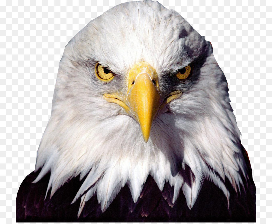 Bald Eagle Bird - eagle png download - 796*735 - Free Transparent Bald Eagle png Download.