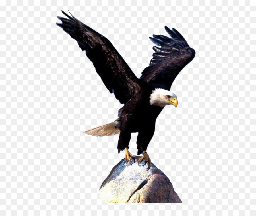 Bald Eagle Bird Clip art - Eagle wings png download - 561*750 - Free Transparent Bald Eagle png Download.