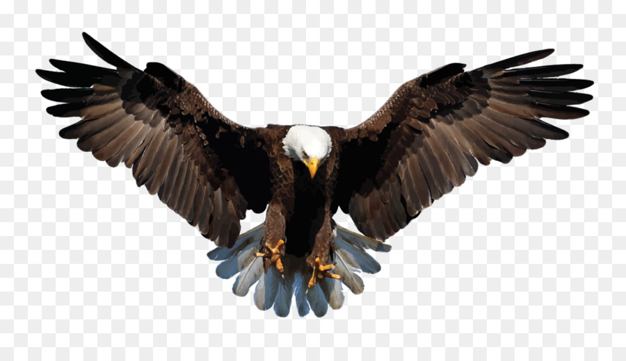 Bald Eagle Bird Stock photography Drawing - Bird png download - 1280*720 - Free Transparent Bald Eagle png Download.