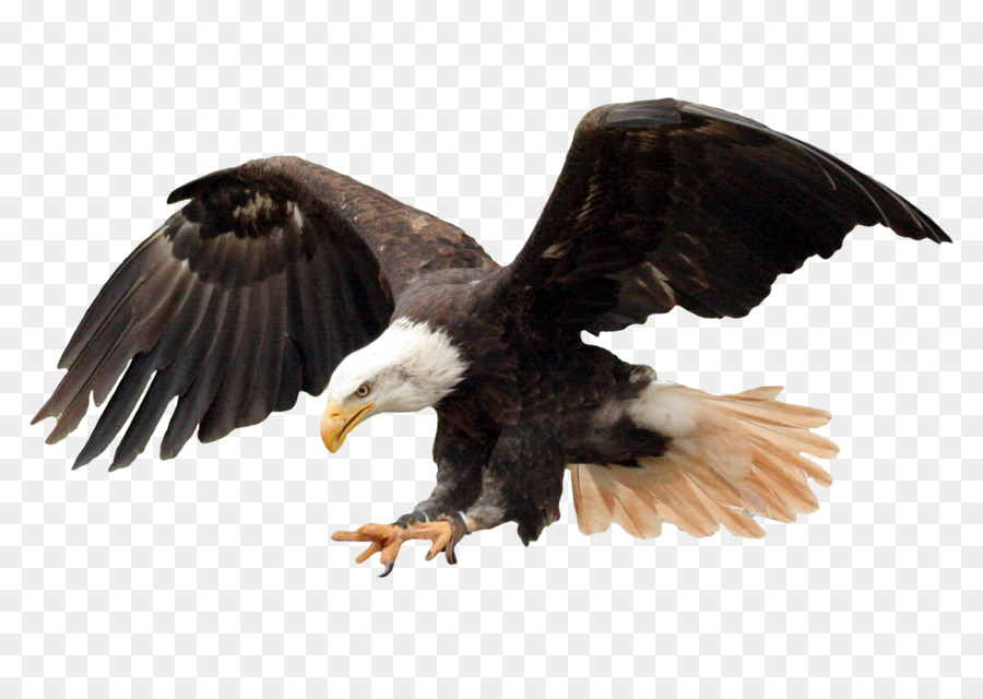 Bald Eagle Bird - Bald Eagle png download - 1665*1151 - Free Transparent Bald Eagle png Download.