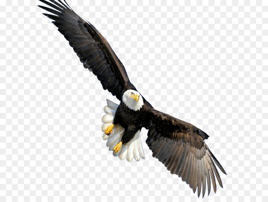 Bald Eagle Throw pillow Beak CafePress - Bald Eagle Transparent png download - 751*774 - Free Transparent Bald Eagle png Download.