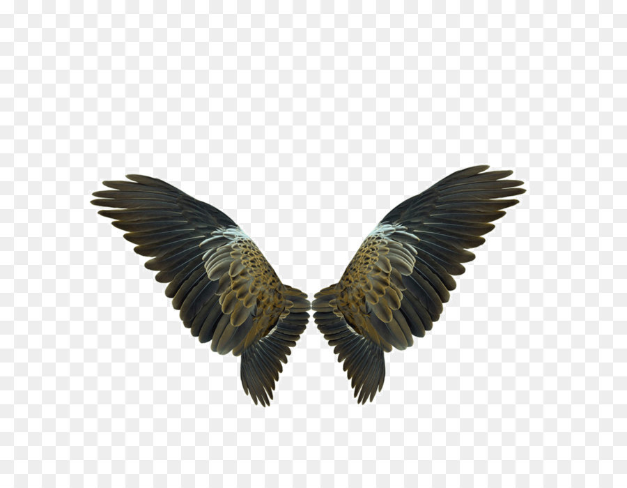 Wing Flight - Eagles Wings png download - 1039*1088 - Free Transparent Bird png Download.