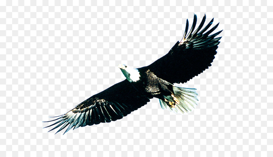 Bird Poster - Soaring eagle png download - 1024*802 - Free Transparent Eagle png Download.