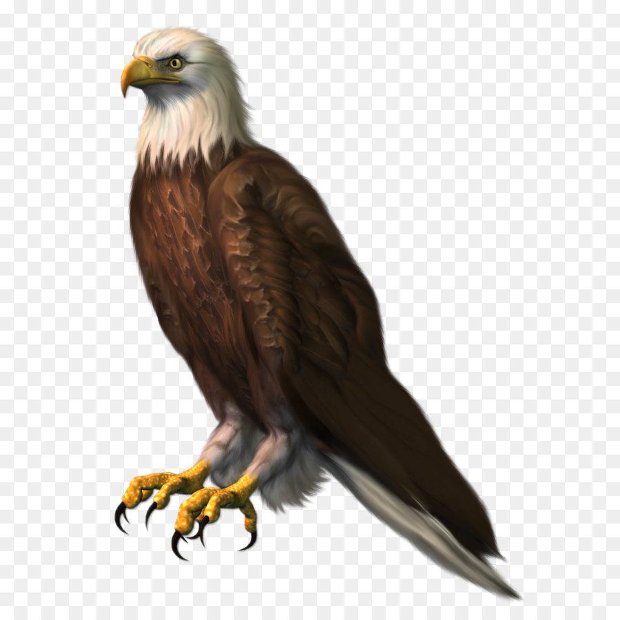 Bald Eagle Clip art - Eagle Transparent PNG Clipart Picture png download - 963*1328 - Free Transparent Bald Eagle png Download.