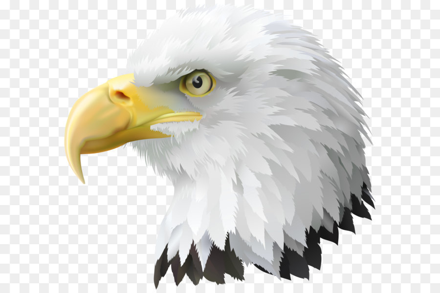 Bald Eagle Clip art - American Eagle Head Transparent PNG Clip Art Image png download - 8000*7369 - Free Transparent United States png Download.