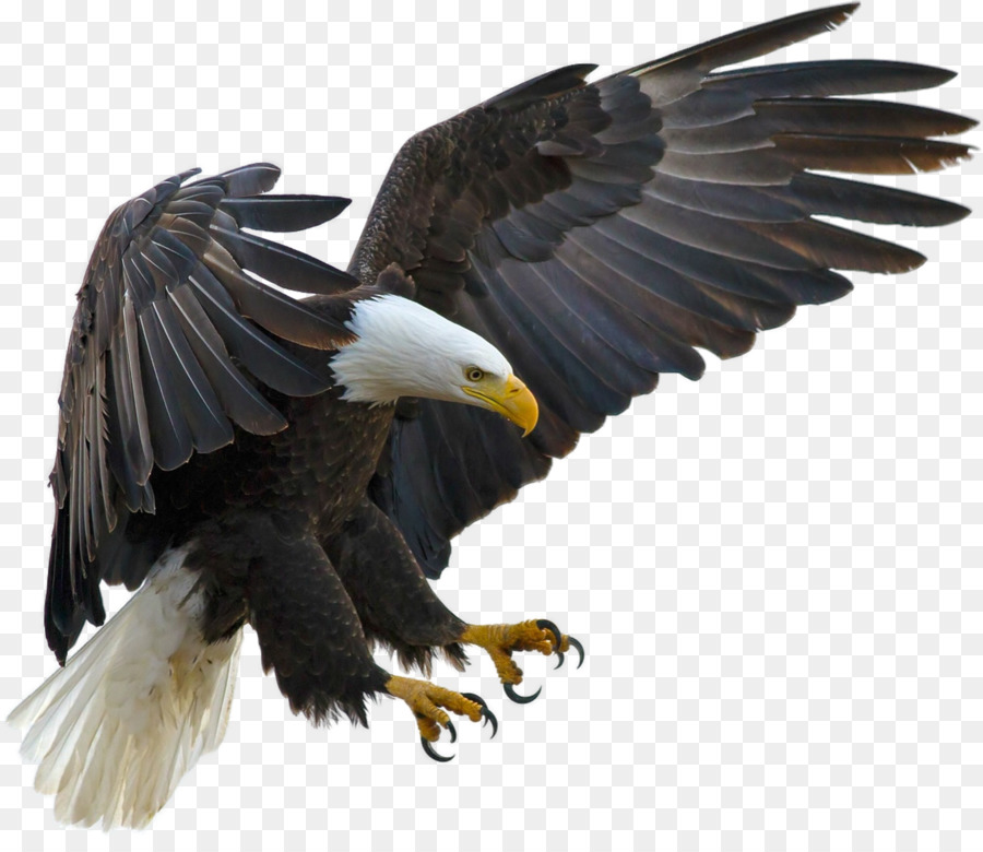 Bald Eagle Bird Tawny eagle Golden eagle - eagle png download - 900*770 - Free Transparent Bald Eagle png Download.