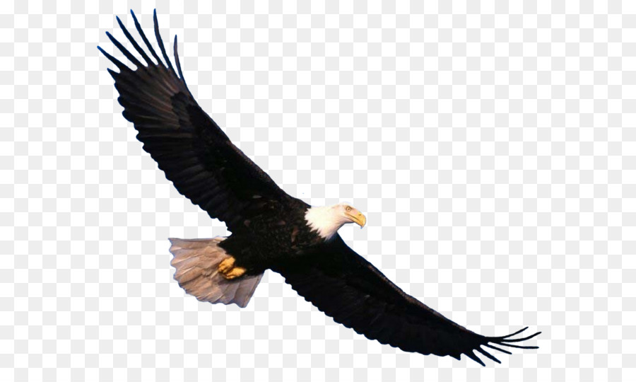 Bird Bald Eagle Flight Lift - Eagle PNG image, free download png download - 1024*832 - Free Transparent Bald Eagle png Download.