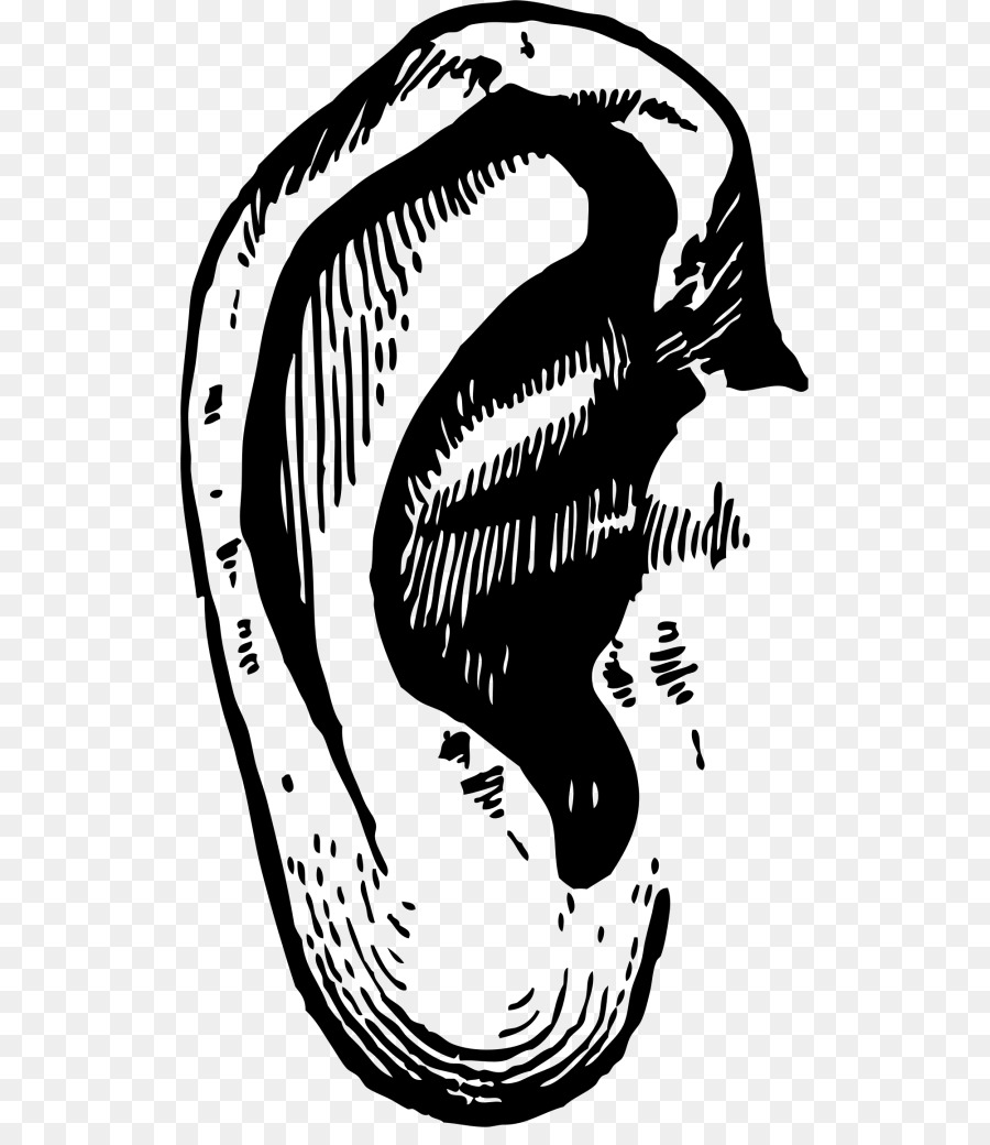 Ear Drawing Clip art - ear png download - 571*1024 - Free Transparent Ear png Download.