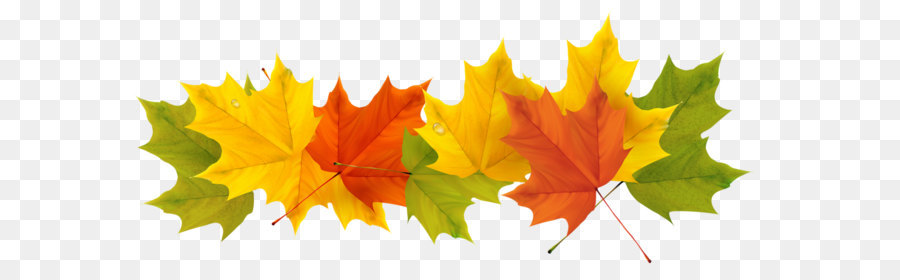 Spain Weather Season Spanish Winter - Transparent Fall Leaves PNG Picture png download - 1195*503 - Free Transparent Autumn Leaf Color png Download.