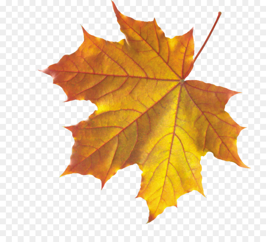 Autumn Leaves Leaf Clip art - Realistic Autumn Fall Leaves PNG png download - 800*804 - Free Transparent Autumn Leaves png Download.