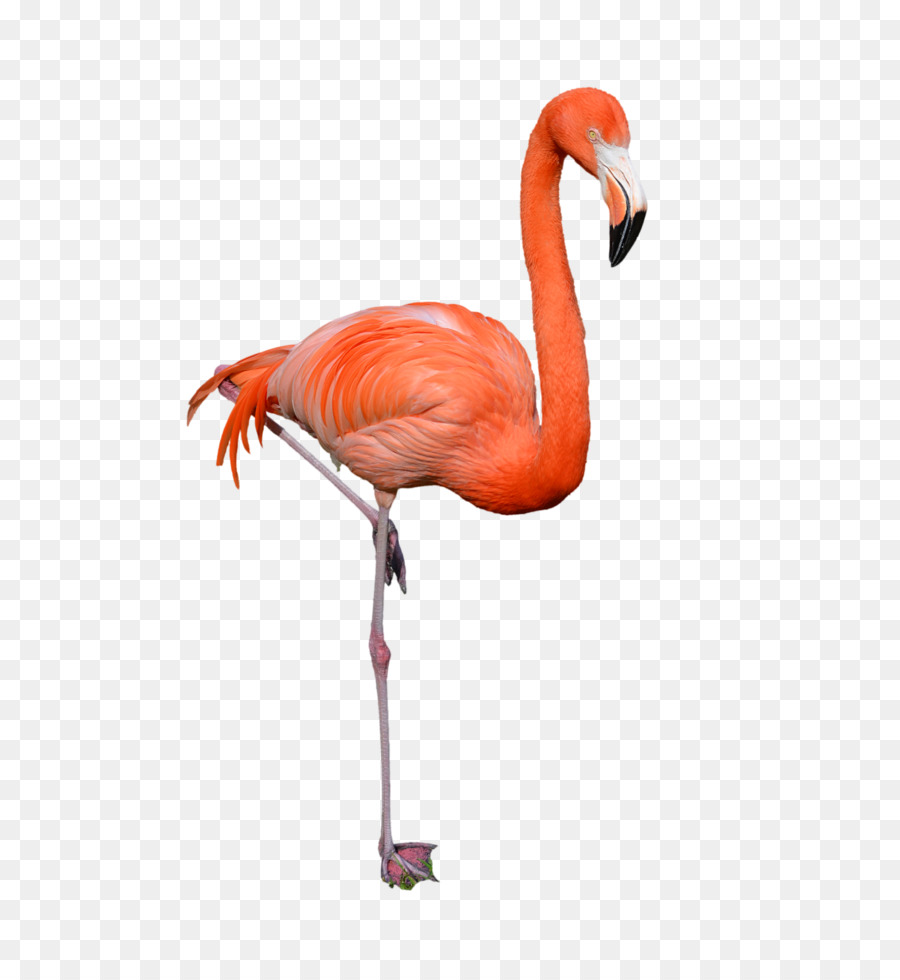 Clip art - Flamingo PNG png download - 1600*2411 - Free Transparent Bird png Download.