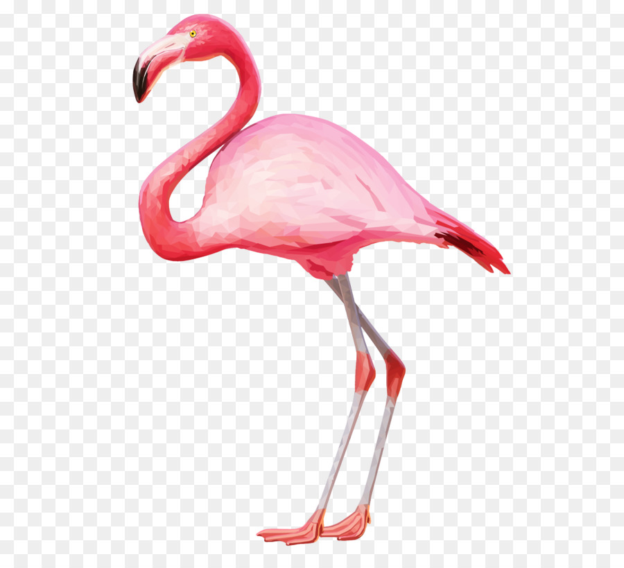 Flamingo Clip art - flamingo png download - 1185*1064 - Free Transparent Flamingo png Download.