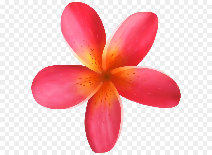 Flower Clip art - Tropical Flower PNG Clip Art Image png download - 7884*8000 - Free Transparent Flower png Download.